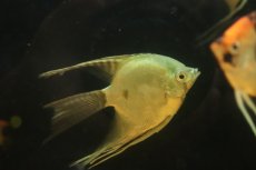 画像2: 【淡水魚】【通販】Lサイズ ロングフィン グリーンサファイヤーエンゼルフィッシュ【1匹 サンプル画像】(±9-10cm)(生体)(熱帯魚)NK (2)