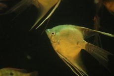 画像3: 【淡水魚】【通販】Lサイズ ロングフィン グリーンサファイヤーエンゼルフィッシュ【1匹 サンプル画像】(±9-10cm)(生体)(熱帯魚)NK (3)