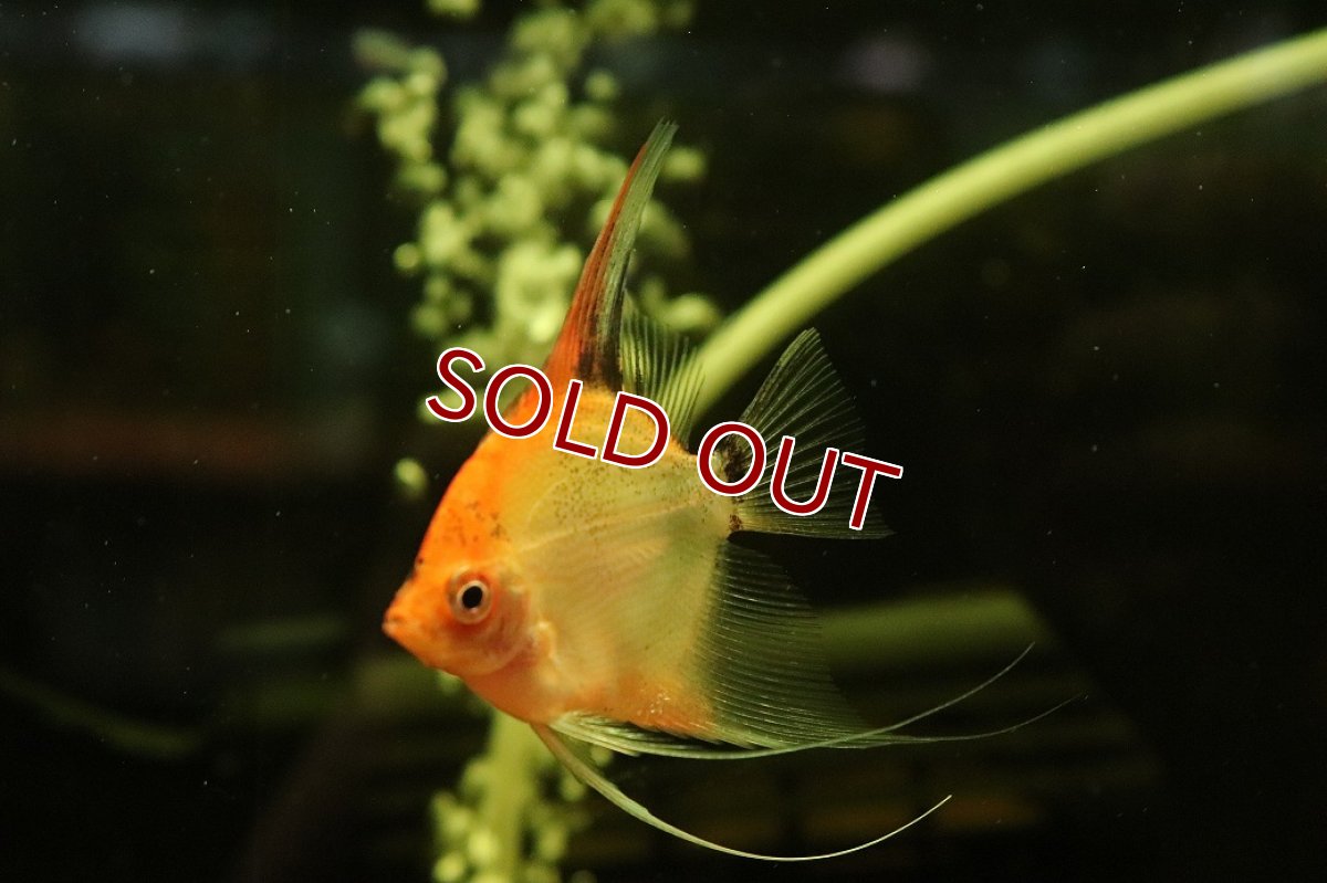画像1: 【通販 淡水魚】国産 レッドエビルエンゼルフィッシュ【１匹 サンプル画像】(エンゼルフィッシュ)(生体)(熱帯魚)NK (1)
