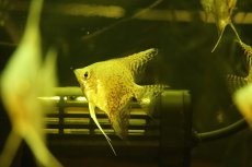 画像1: 【通販 淡水魚】スポッテッドスカラレエンゼルフィッシュ【１匹 サンプル画像】(エンゼルフィッシュ)(生体)(熱帯魚)NK (1)