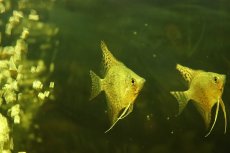 画像2: 【通販 淡水魚】スポッテッドスカラレエンゼルフィッシュ【１匹 サンプル画像】(エンゼルフィッシュ)(生体)(熱帯魚)NK (2)