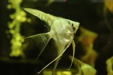 画像1: 【通販 淡水魚】ロングフィン ブルーゼブラエンゼルフィッシュ【１匹 サンプル画像】(エンゼルフィッシュ)(生体)(熱帯魚)NK (1)