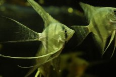 画像2: 【通販 淡水魚】ロングフィン ブルーゼブラエンゼルフィッシュ【１匹 サンプル画像】(エンゼルフィッシュ)(生体)(熱帯魚)NK (2)