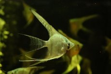 画像3: 【通販 淡水魚】ロングフィン ブルーゼブラエンゼルフィッシュ【１匹 サンプル画像】(エンゼルフィッシュ)(生体)(熱帯魚)NK (3)