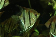 画像1: 【通販 淡水魚】爆安 Lサイズ レッドネックトゥッカーノエンゼルフィッシュ【１匹 サンプル画像】(±9-10cm)(生体)(熱帯魚)NK (1)