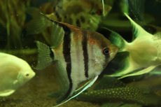画像2: 【通販 淡水魚】爆安 Lサイズ レッドネックトゥッカーノエンゼルフィッシュ【１匹 サンプル画像】(±9-10cm)(生体)(熱帯魚)NK (2)
