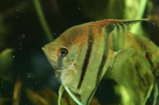 画像4: 【通販 淡水魚】爆安 Lサイズ レッドネックトゥッカーノエンゼルフィッシュ【１匹 サンプル画像】(±9-10cm)(生体)(熱帯魚)NK (4)