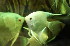 画像1: 【通販 淡水魚】爆安 Lサイズ プラチナブルーダイヤモンドエンゼルフィッシュ【１匹 サンプル画像】(±8cm)(生体)(熱帯魚)NK (1)