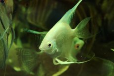 画像2: 【通販 淡水魚】爆安 Lサイズ プラチナブルーダイヤモンドエンゼルフィッシュ【１匹 サンプル画像】(±8cm)(生体)(熱帯魚)NK (2)