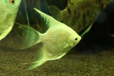画像3: 【通販 淡水魚】爆安 Lサイズ プラチナブルーダイヤモンドエンゼルフィッシュ【１匹 サンプル画像】(±8cm)(生体)(熱帯魚)NK (3)