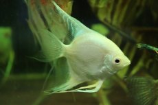 画像4: 【通販 淡水魚】爆安 Lサイズ プラチナブルーダイヤモンドエンゼルフィッシュ【１匹 サンプル画像】(±8cm)(生体)(熱帯魚)NK (4)