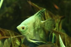 画像1: 【通販 淡水魚】爆安 Lサイズ アバターブルーエンゼルフィッシュ【１匹 サンプル画像】(±8-10cm)(生体)(熱帯魚)NK (1)