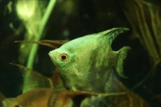 画像2: 【通販 淡水魚】爆安 Lサイズ アバターブルーエンゼルフィッシュ【１匹 サンプル画像】(±8-10cm)(生体)(熱帯魚)NK (2)