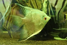 画像3: 【通販 淡水魚】爆安 Lサイズ アバターブルーエンゼルフィッシュ【１匹 サンプル画像】(±8-10cm)(生体)(熱帯魚)NK (3)