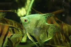 画像4: 【通販 淡水魚】爆安 Lサイズ アバターブルーエンゼルフィッシュ【１匹 サンプル画像】(±8-10cm)(生体)(熱帯魚)NK (4)