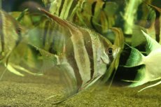 画像1: 【通販 淡水魚】超爆安 Lサイズ アルタムエンゼルフィッシュ【１匹 サンプル画像】(±10cm)(生体)(熱帯魚)NK (1)