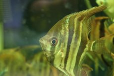 画像2: 【通販 淡水魚】超爆安 Lサイズ アルタムエンゼルフィッシュ【１匹 サンプル画像】(±10cm)(生体)(熱帯魚)NK (2)