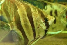画像3: 【通販 淡水魚】超爆安 Lサイズ アルタムエンゼルフィッシュ【１匹 サンプル画像】(±10cm)(生体)(熱帯魚)NK (3)