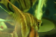画像4: 【通販 淡水魚】超爆安 Lサイズ アルタムエンゼルフィッシュ【１匹 サンプル画像】(±10cm)(生体)(熱帯魚)NK (4)