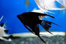 画像1: 【淡水魚】お取り寄せ ブラックエンゼル【5匹】（生体）【シクリッド】（熱帯魚） (1)
