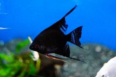 画像2: 【淡水魚】お取り寄せ ブラックエンゼル【5匹】（生体）【シクリッド】（熱帯魚） (2)