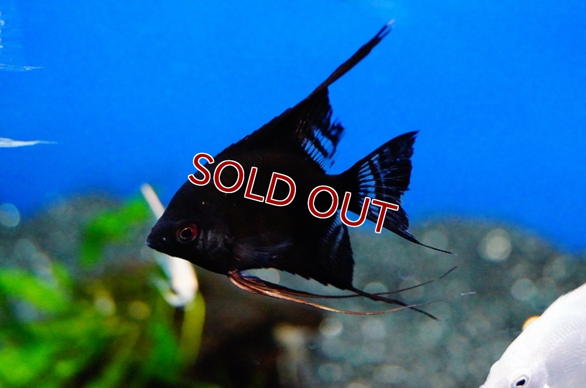 画像2: 【淡水魚】お取り寄せ ブラックエンゼル【3匹】（生体）【シクリッド】（熱帯魚） (2)