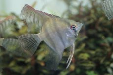 画像1: 【淡水魚】 お取り寄せ エンゼルフィッシュ【1匹】（生体）【エンゼルフィッシュ】（熱帯魚） (1)