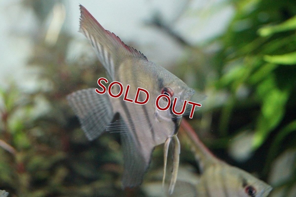 画像2: 【淡水魚】 お取り寄せ エンゼルフィッシュ【1匹】（生体）【エンゼルフィッシュ】（熱帯魚） (2)