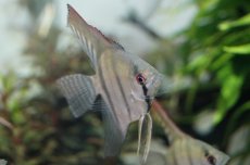 画像2: 【淡水魚】 お取り寄せ エンゼルフィッシュ【1匹】（生体）【エンゼルフィッシュ】（熱帯魚） (2)
