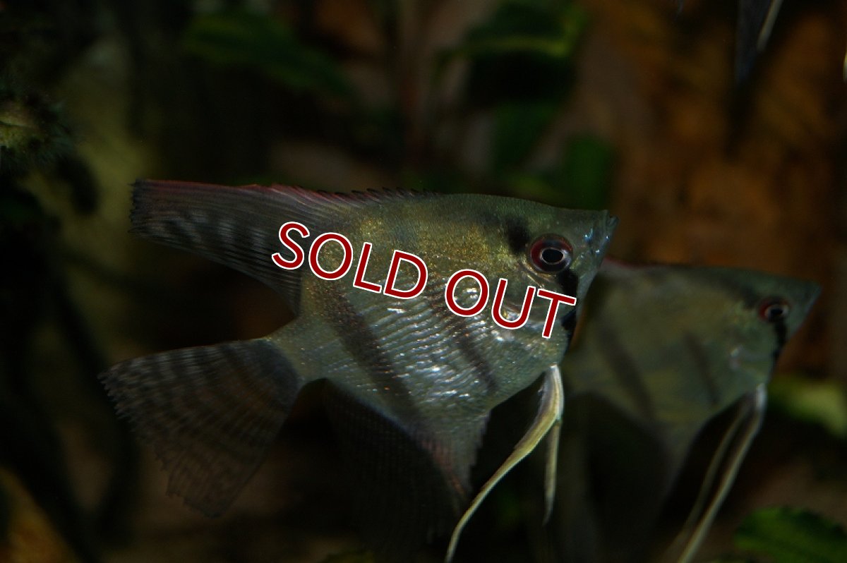 画像3: 【淡水魚】 お取り寄せ エンゼルフィッシュ【1匹】（生体）【エンゼルフィッシュ】（熱帯魚） (3)