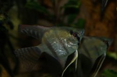 画像3: 【淡水魚】 お取り寄せ エンゼルフィッシュ【1匹】（生体）【エンゼルフィッシュ】（熱帯魚） (3)