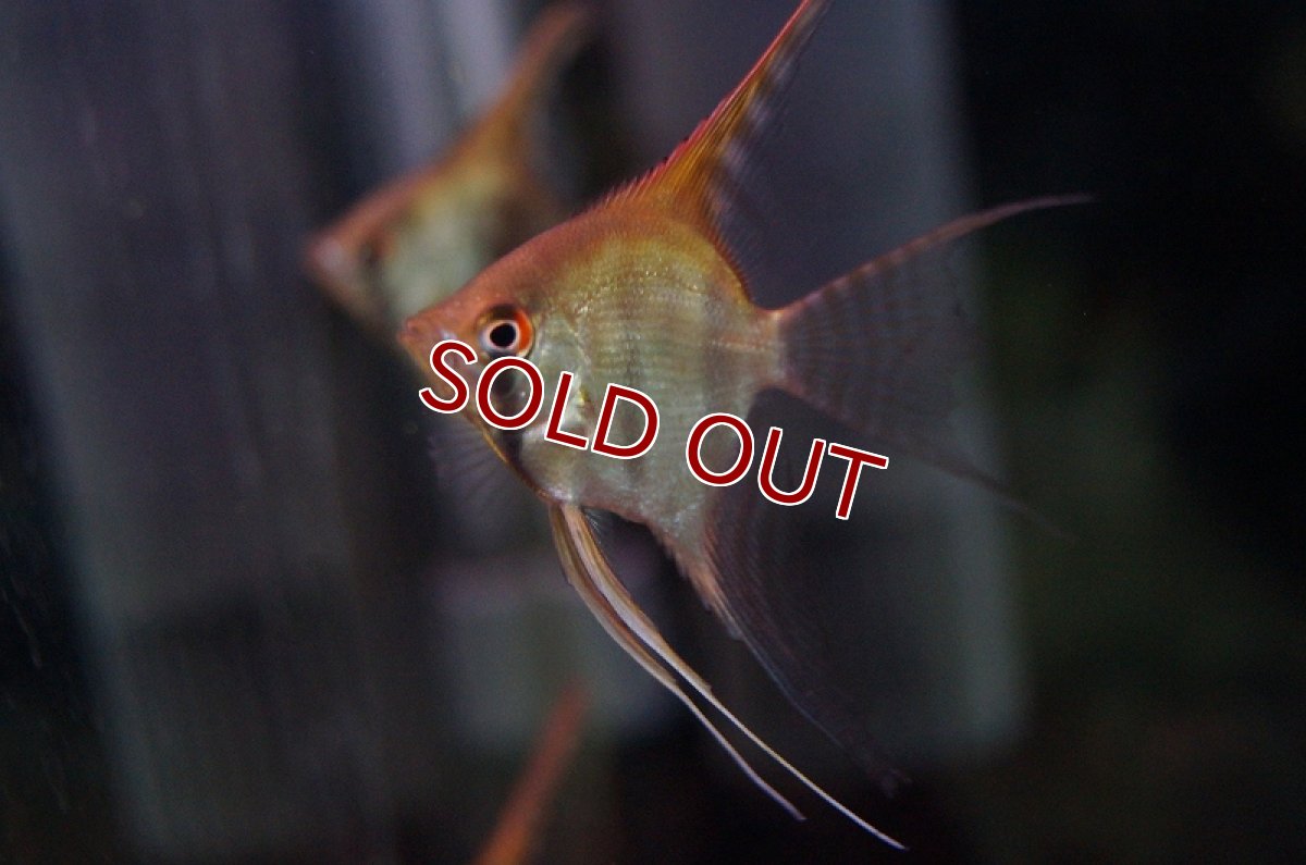 画像3: 【淡水魚】ミックスエンゼルフィッシュ【2匹 サンプル画像】（生体）【エンゼルフィッシュ】（熱帯魚） (3)