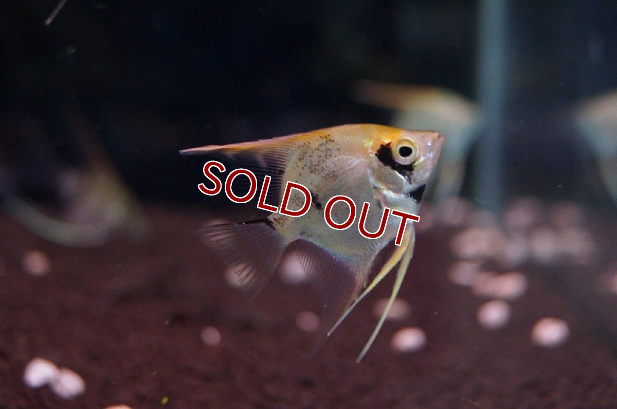 画像4: 【淡水魚】ミックスエンゼルフィッシュ【2匹 サンプル画像】（生体）【エンゼルフィッシュ】（熱帯魚） (4)