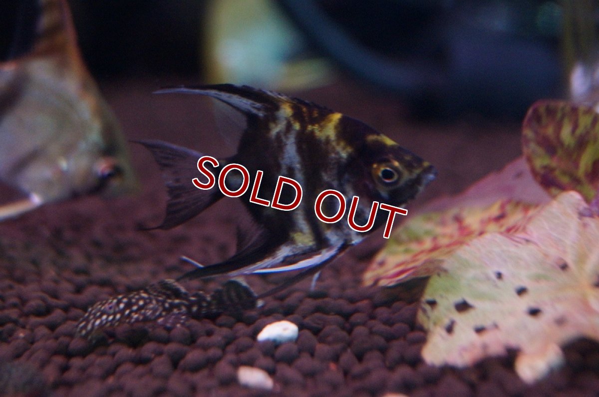 画像6: 【淡水魚】ミックスエンゼルフィッシュ【2匹 サンプル画像】（生体）【エンゼルフィッシュ】（熱帯魚） (6)