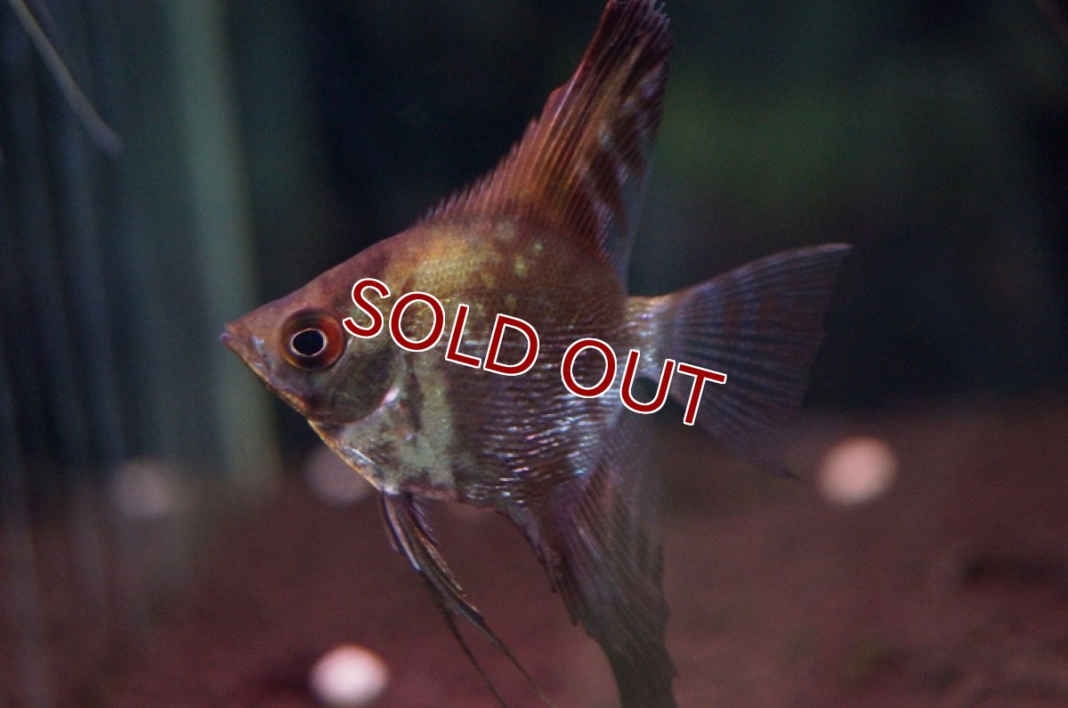 画像2: 【淡水魚】ミックスエンゼルフィッシュ【1匹 サンプル画像】（生体）【エンゼルフィッシュ】（熱帯魚） (2)