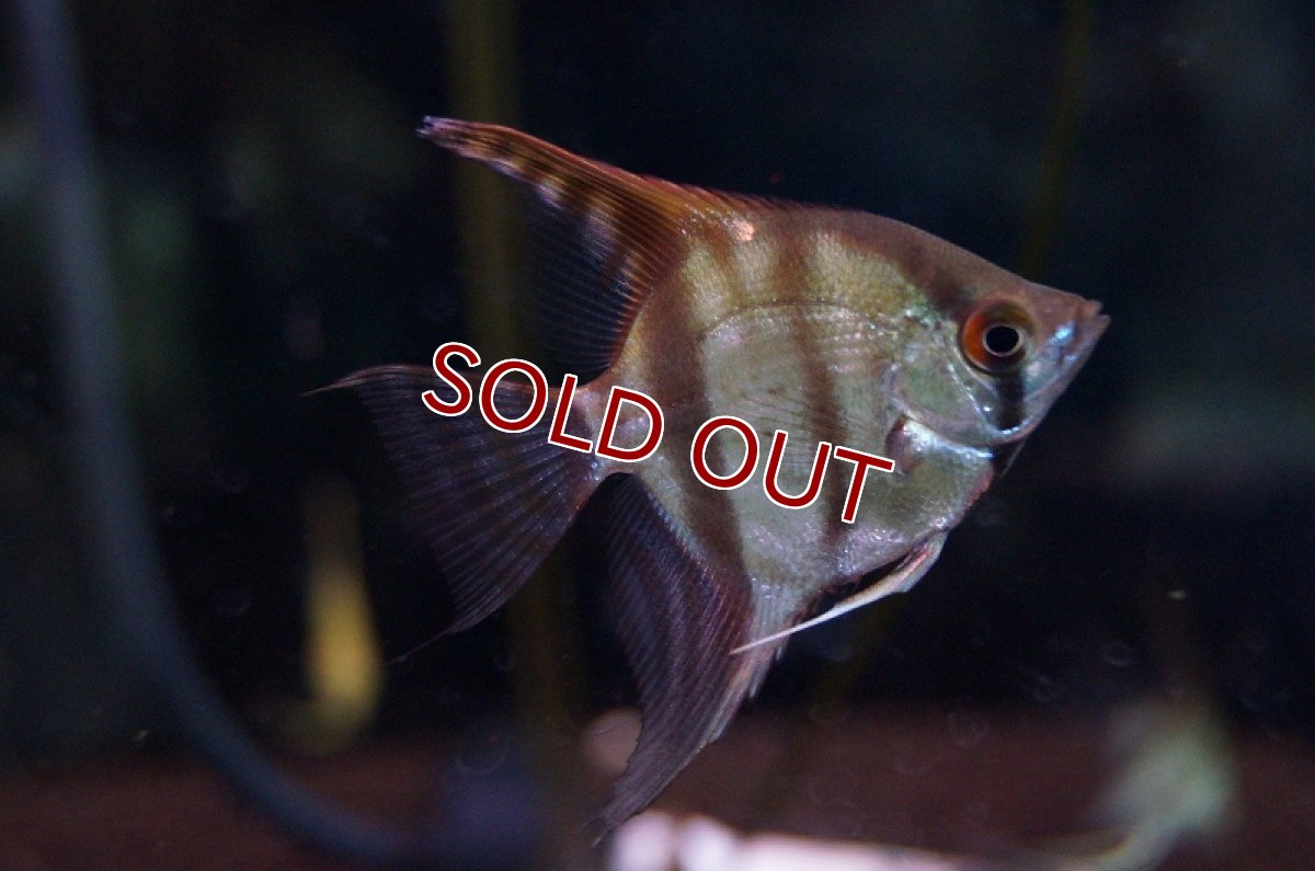 画像5: 【淡水魚】ミックスエンゼルフィッシュ【1匹 サンプル画像】（生体）【エンゼルフィッシュ】（熱帯魚） (5)