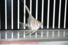 画像2: 【淡水魚】【通販】アルタムエンゼル コロンビア産【１匹】(±2.5-3.0cm)(エンゼルフィッシュ)(生体) (2)