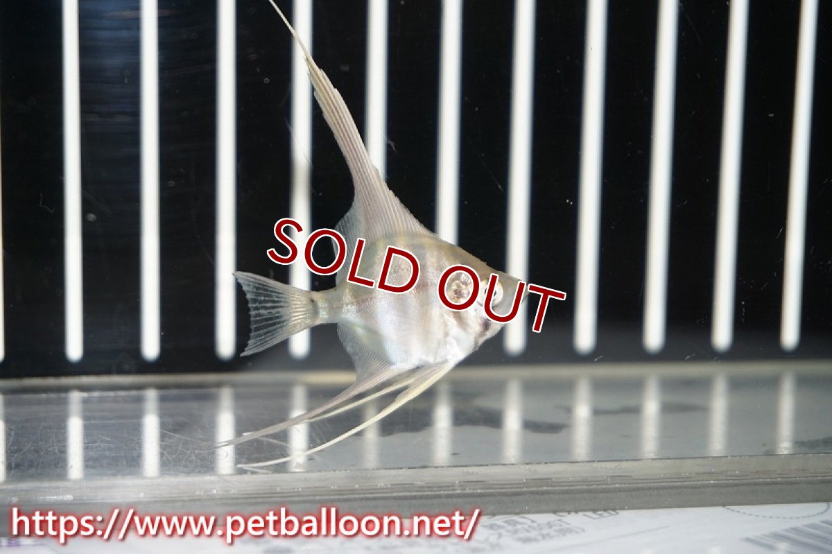 画像2: 【淡水魚】アルタムエンゼル コロンビア産【１０匹】(±2.5-3.0cm)(エンゼルフィッシュ)(生体) (2)