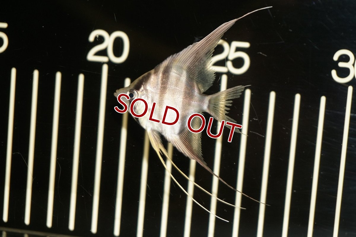 画像2: 【淡水魚】【通販】アルタムエンゼル コロンビア産【３匹】(±3.5cm)(エンゼルフィッシュ)(生体)トリートメント済、状態良好 (2)