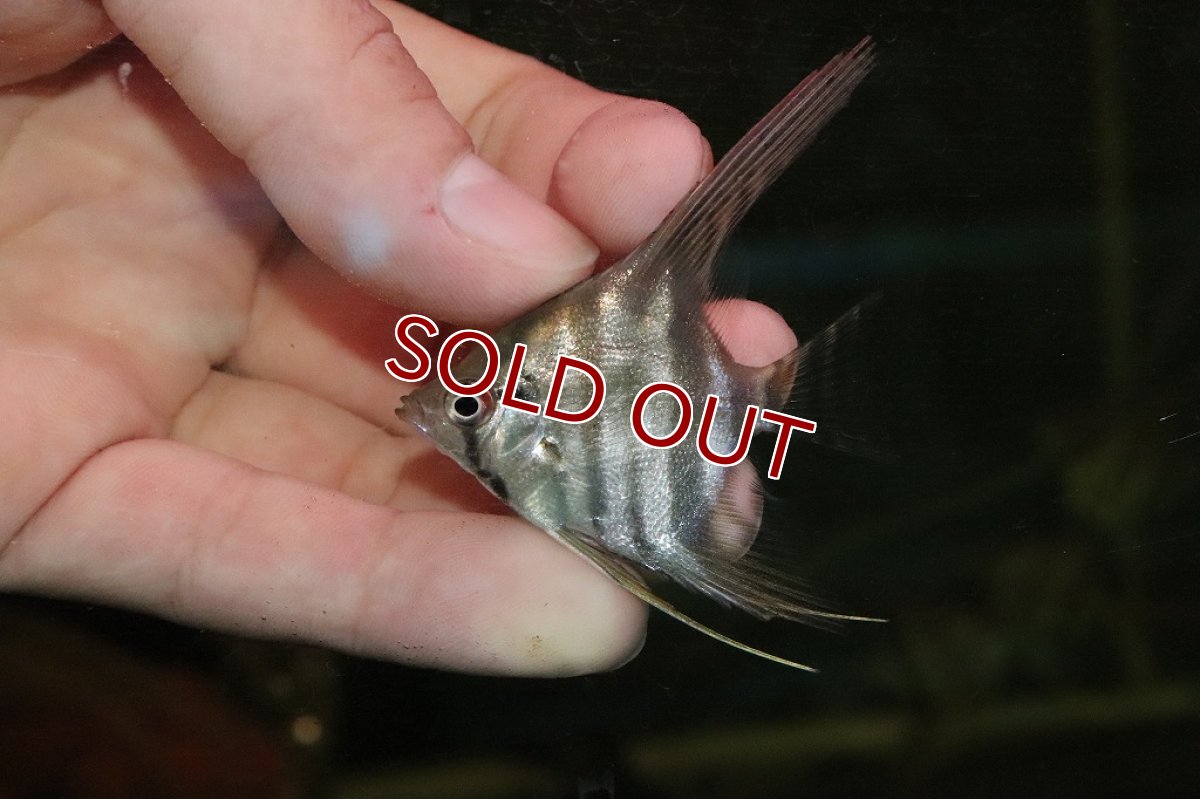 画像2: 【淡水魚】【通販】激レア スリナム共和国 レッドスポットショルダーエンゼル スリナム コロピナリバー産【1匹】(±5ｃｍ)（生体）（熱帯魚）NK (2)