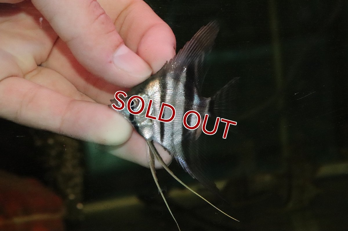 画像3: 【淡水魚】【通販】激レア スリナム共和国 レッドスポットショルダーエンゼル スリナム コロピナリバー産【1匹】(±5ｃｍ)（生体）（熱帯魚）NK (3)