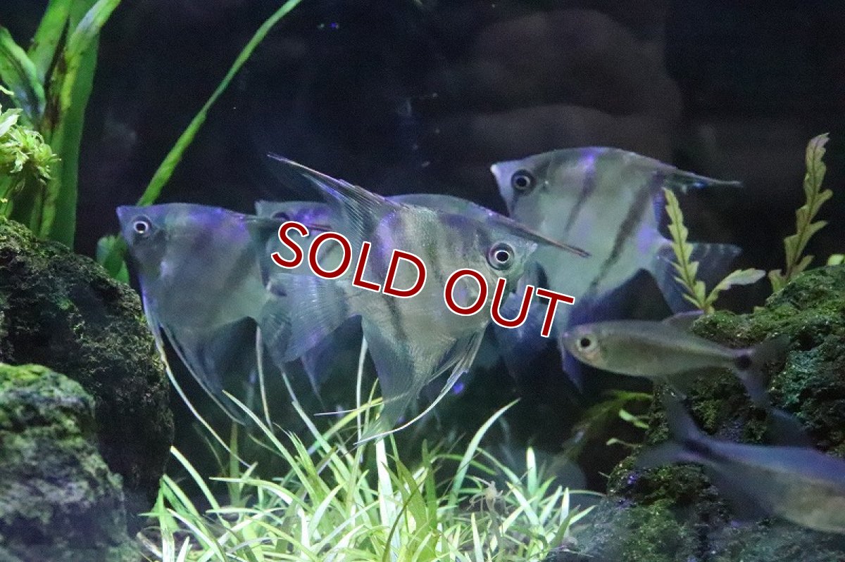 画像2: 珍種 ハイブリッド? デュメリリー×スカラレ? バルセロス産 ワイルド【1匹 サンプル画像販売】(エンゼルフィッシュ)(生体)(熱帯魚)NK (2)