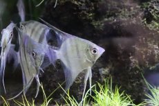 画像3: 【淡水魚】【通販】珍種 ハイブリッド？ デュメリリー×スカラレ？ バルセロス産 ワイルド【1匹 サンプル画像販売】(エンゼルフィッシュ)（生体）（熱帯魚）NK (3)