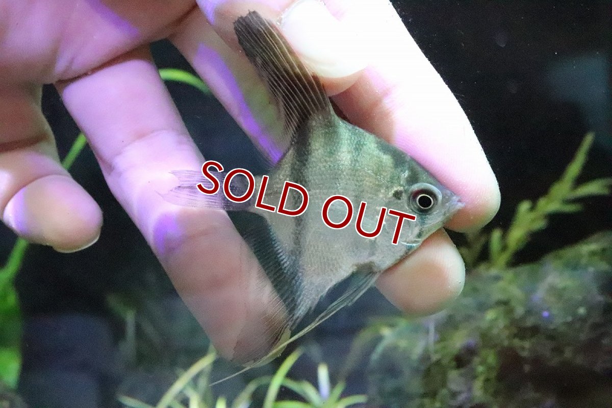 画像4: 珍種 ハイブリッド? デュメリリー×スカラレ? バルセロス産 ワイルド【1匹 サンプル画像販売】(エンゼルフィッシュ)(生体)(熱帯魚)NK (4)