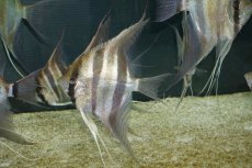 画像1: 【淡水魚】【通販】ワイルドアルタムエンゼル３年以上飼いこみ個体（店内展示魚入れ替えのため超特価）【１匹 サンプル画像】(±12-13cm)（生体）（熱帯魚）NK (1)
