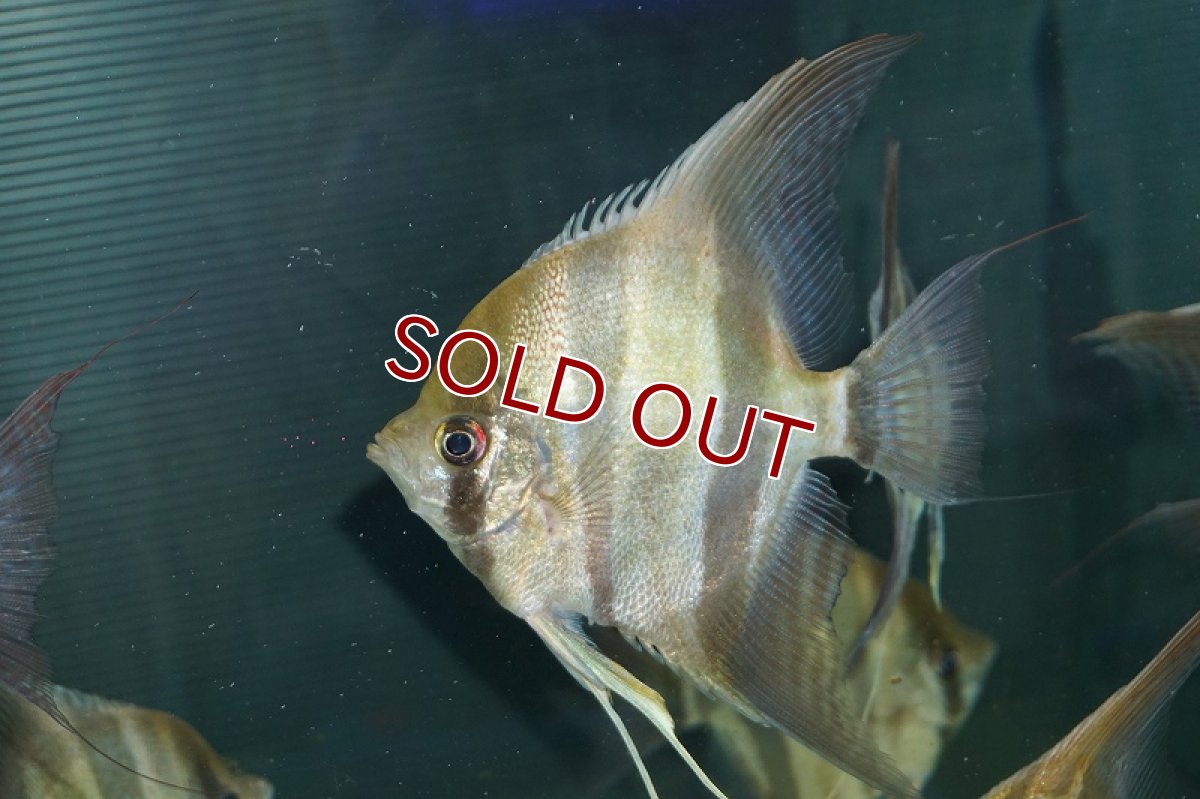 画像2: 【淡水魚】ワイルドアルタムエンゼル３年以上飼いこみ個体（店内展示魚入れ替えのため超特価）【１匹 サンプル画像】(±12-13cm)（生体）（熱帯魚）NK (2)