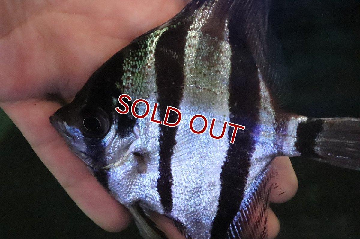 画像2: 【淡水魚】激安 ブラジル アルタムエンゼル ワイルド【１匹 サンプル画像】(±12cm)(エンゼル)（生体）(熱帯魚)NK (2)