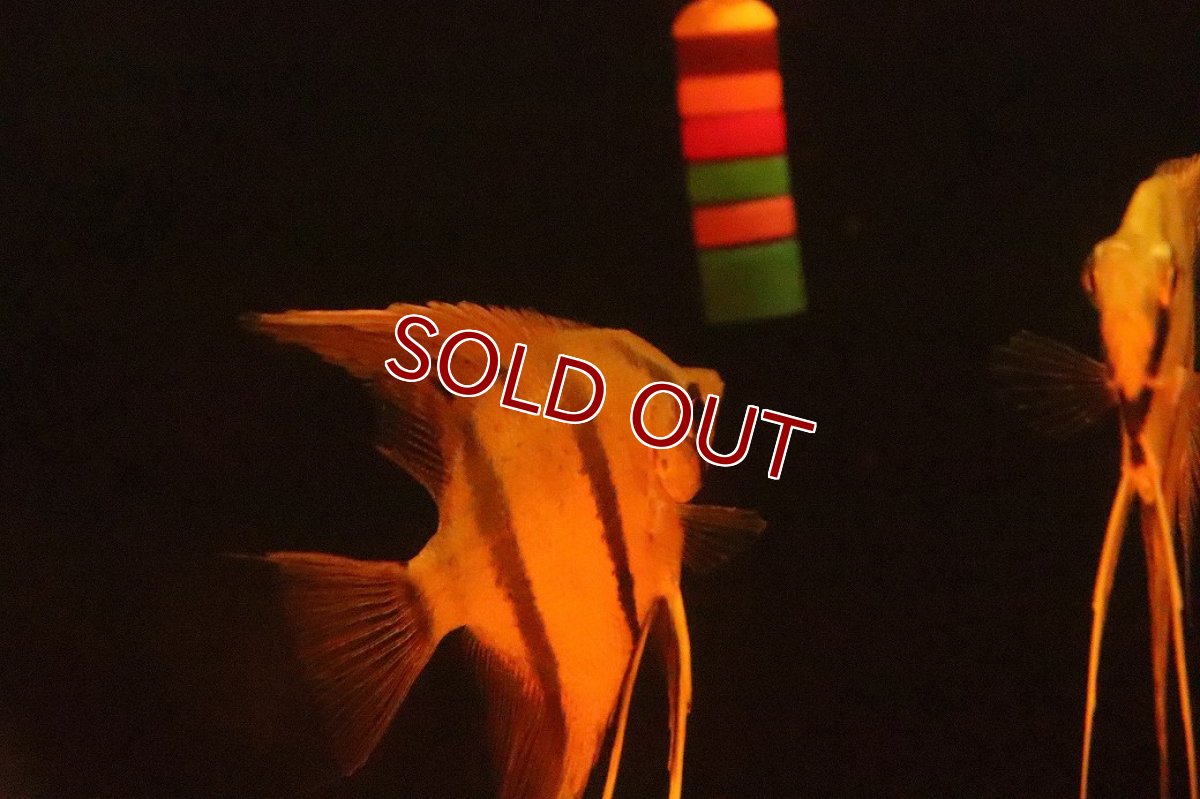 画像2: 【淡水魚】【通販】レッドスポット ペルーアルタムエンゼルフィッシュ ナナイ産 ワイルド【１匹 サンプル画像】(生体)(熱帯魚)NK (2)