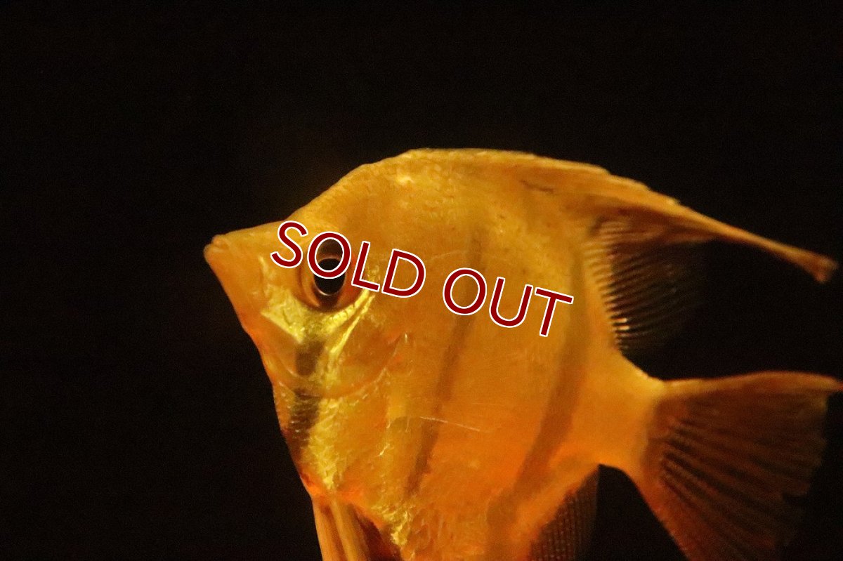 画像3: 【淡水魚】【通販】レッドスポット ペルーアルタムエンゼルフィッシュ ナナイ産 ワイルド【１匹 サンプル画像】(生体)(熱帯魚)NK (3)