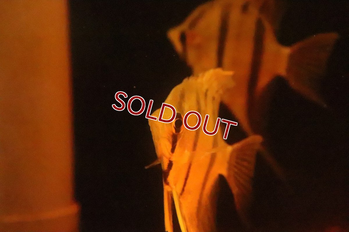 画像4: 【淡水魚】【通販】レッドスポット ペルーアルタムエンゼルフィッシュ ナナイ産 ワイルド【１匹 サンプル画像】(生体)(熱帯魚)NK (4)